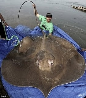 Photo:  What grew 17 feet across, had a 10 inch poison spike in its tail, from the Mekong river